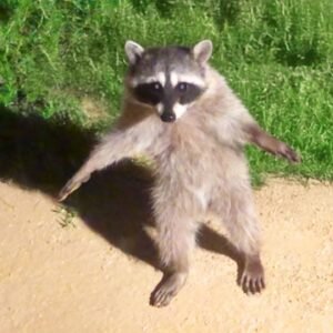Funniest Animal Videos Ever Part 1