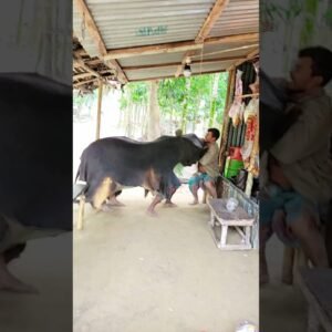 Lemon Prank 🤣 #funny #short #video #subscribe Viral funny cow funny shorts viralvideo comedy.jpg