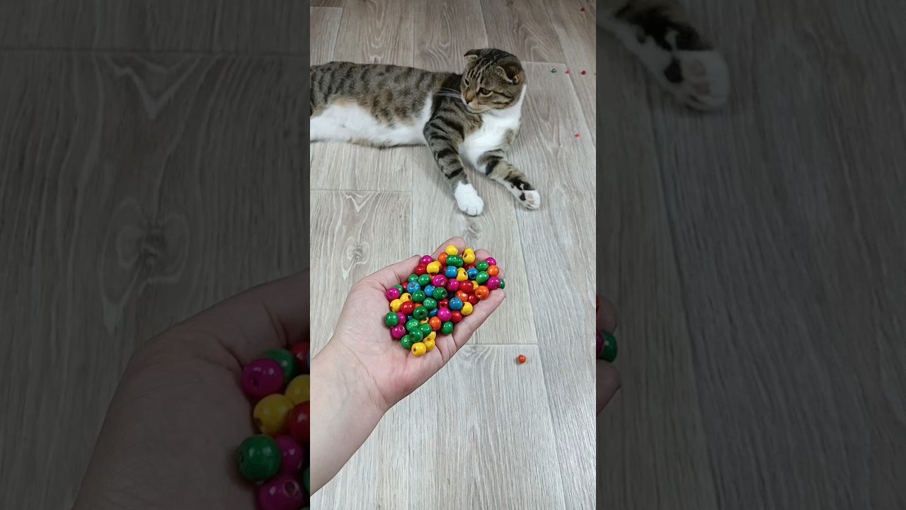 Cat Barsik Beads ๐ฟ Domino Reverse Video #cat #catvideos #asatisfyingvideofamily #funny post thumbnail image
