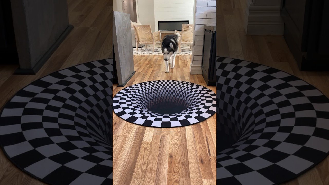 Dogs funny reaction to entering optical illusion rug! #shorts post thumbnail image