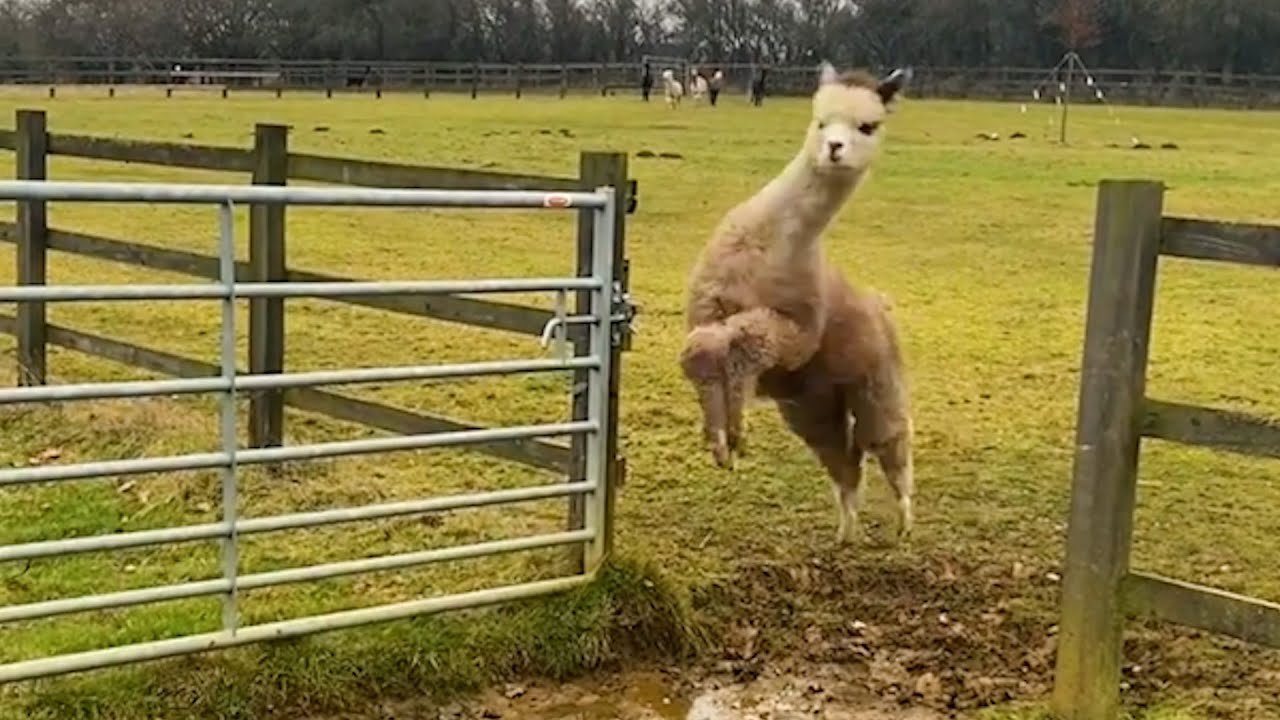Funniest Farm Animals post thumbnail image