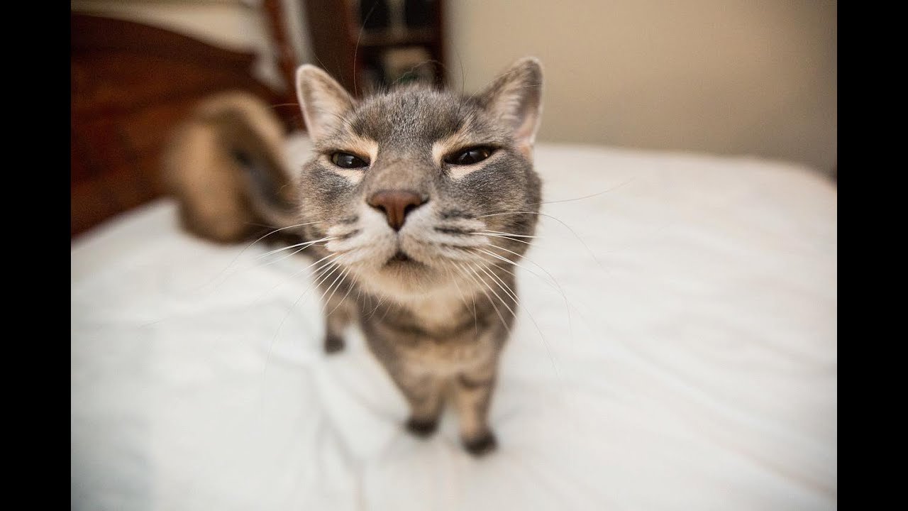 Funny Cats Compilation (Most Popular) Part 1 post thumbnail image