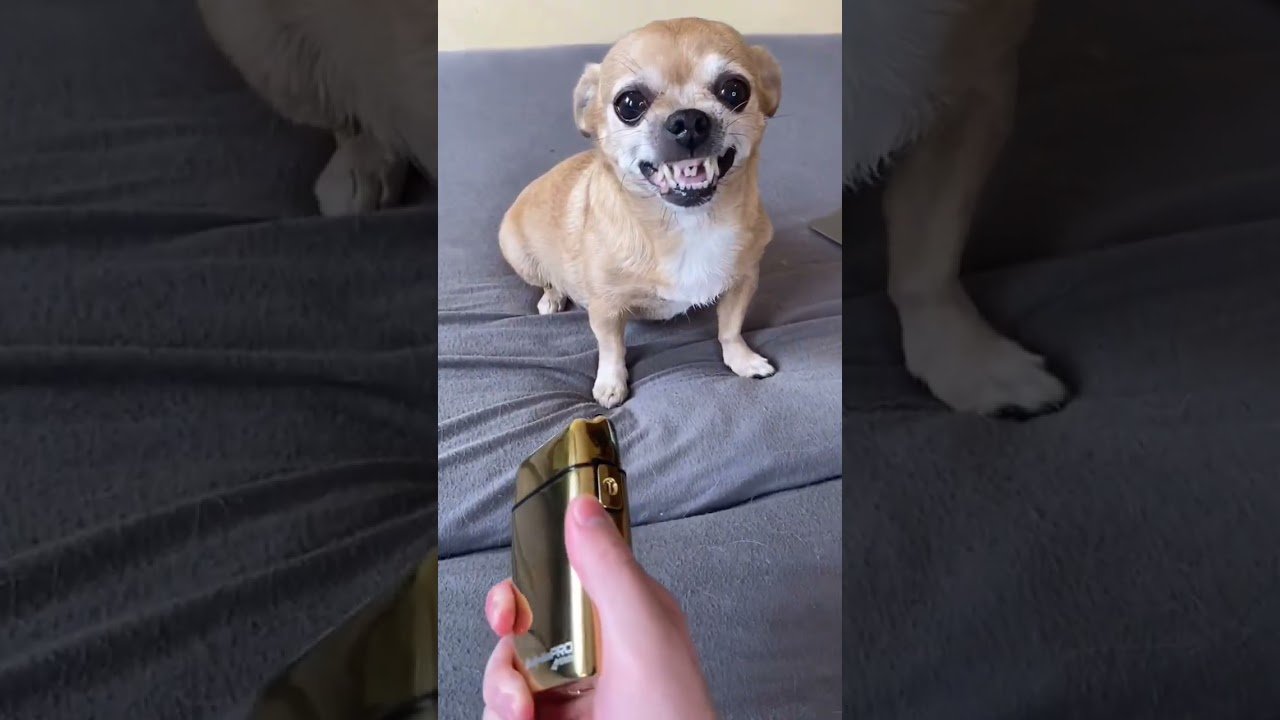 My Dog is Smarter than Husky and Chihuahua 🔥😍 post thumbnail image