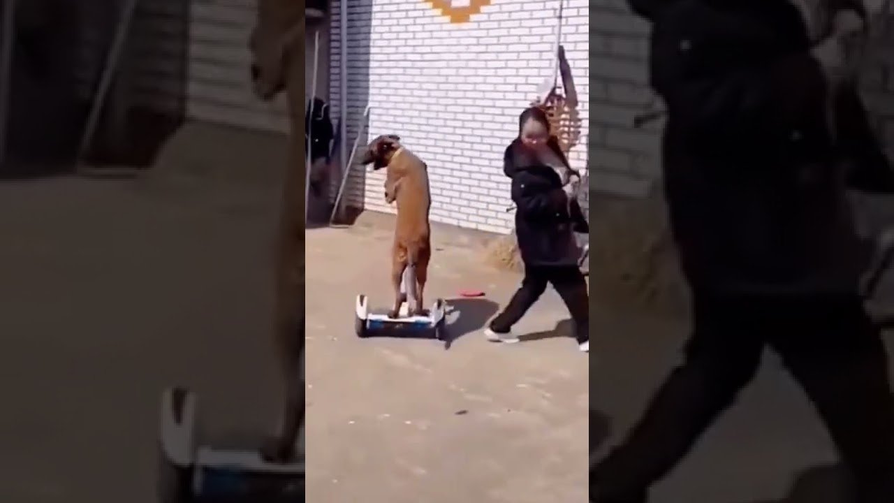 Sagawa1gou funny video 😂😂😂 | SAGAWA Best TikTok 2024 #shorts funny video jokes for TikTok