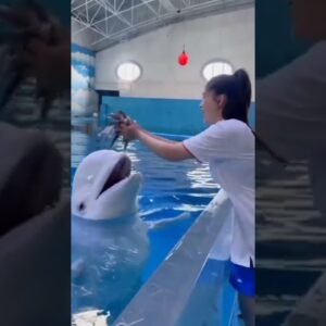 Smart dolphin Double tap if you love this video.jpg