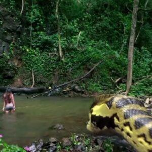 Nobody can bully her#shorts #YuLong #YangMiemie #cdrama #Chinesedrama #dramachina #dramaclips #drama Snake Movie SCARY Scene Must Watch mp4.jpg