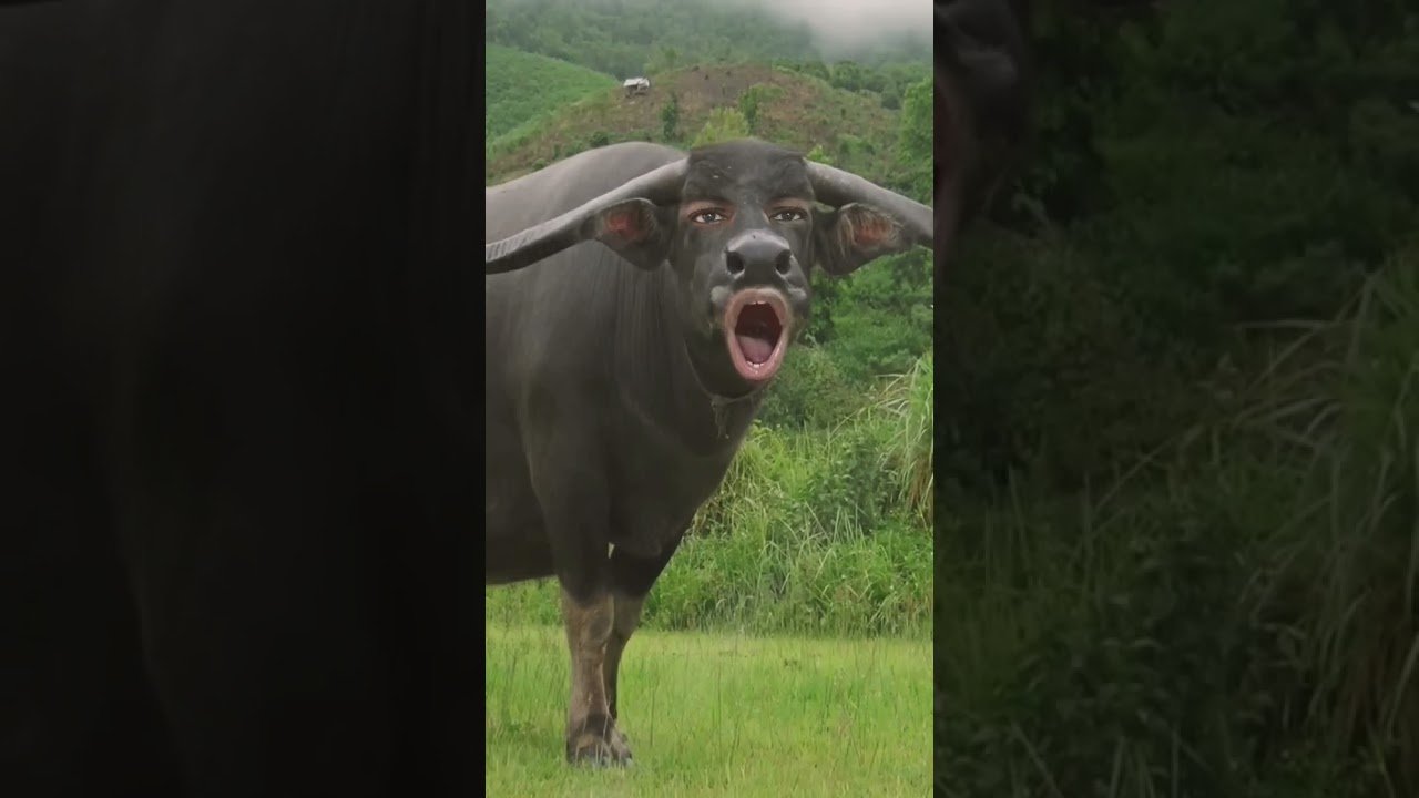 funny sound of buffalo #sound #buffalo #animals #shortsfeed #shorts #short post thumbnail image