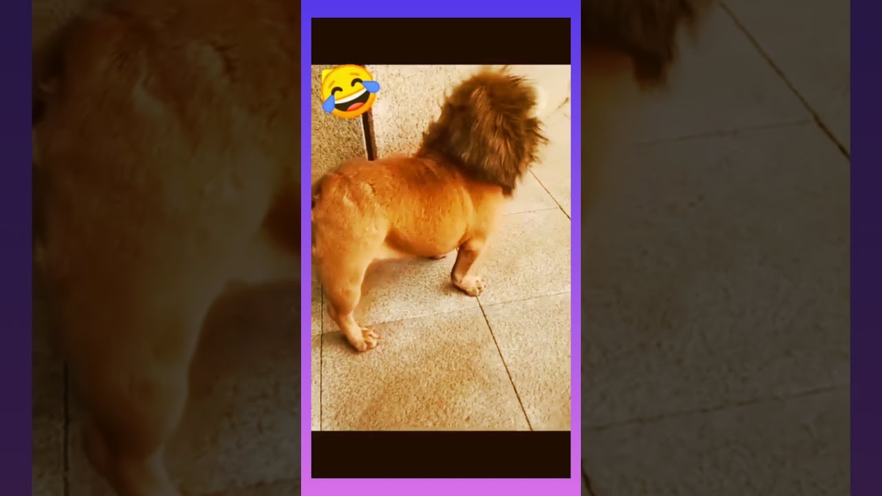 Exciting Cute Kitten Surprise #katebrush #viralshorts #tiktok #funny funny video WhatsApp status app free