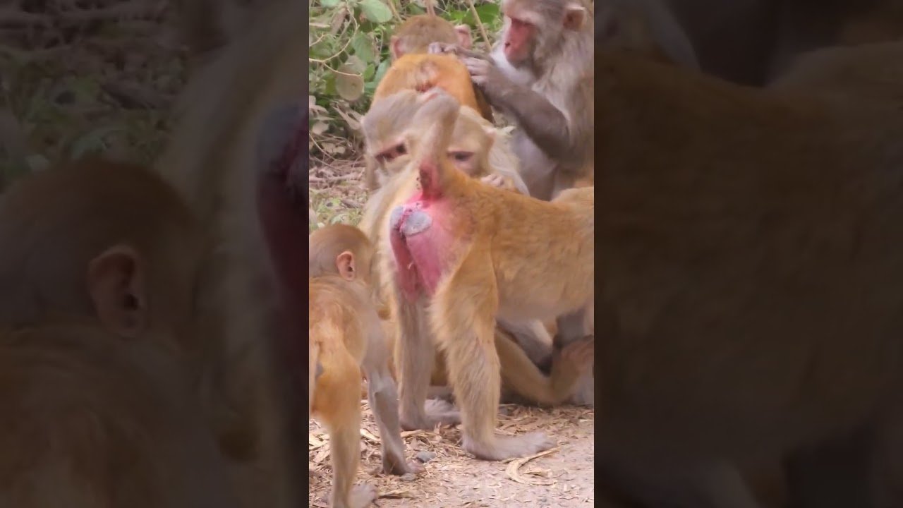 Monkey funny video ๐คฃ๐ ๐ #shorts post thumbnail image